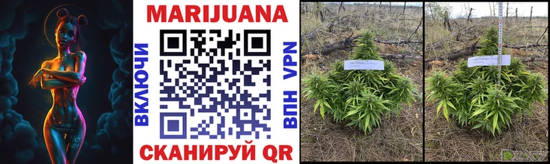 Бошки Шишки OG Kush  Купить  Салаир 